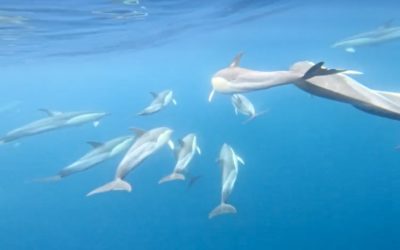 Tierkommunikation – Meine Reise zu den Walen und Delfinen