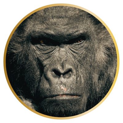 Gorilla-rund Ausbildung Tierkommunikation Tierpate