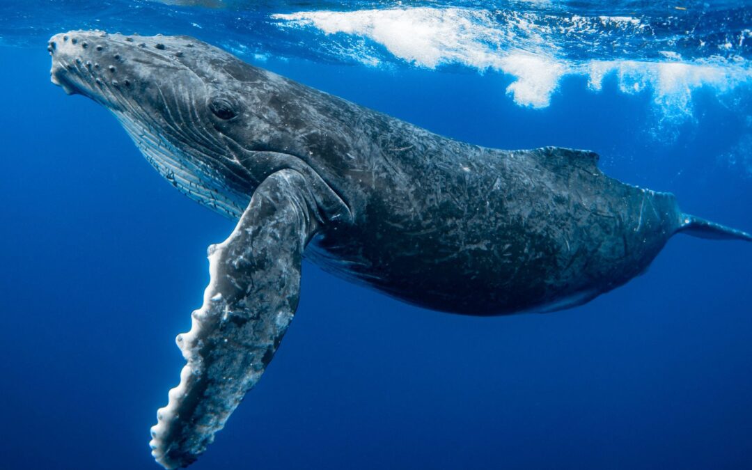 Buckelwal in der Ostsee – seine Botschaft und was du jetzt tun kannst