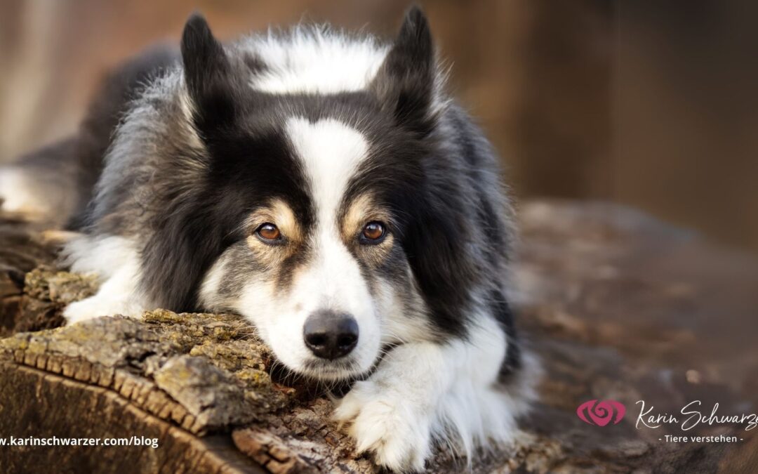 Wenn das Herz wieder atmet – Geräuschangst bei Hunden