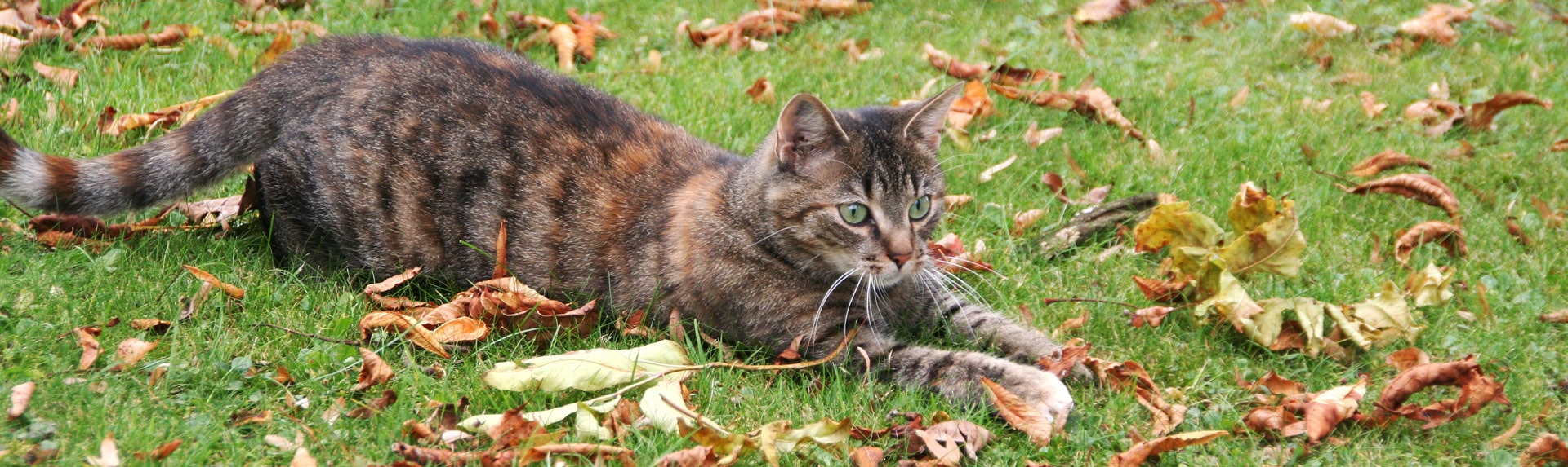 Telepathische Kommunikation Katze