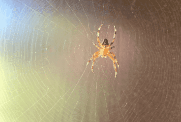 Tierbotschaft Spinne