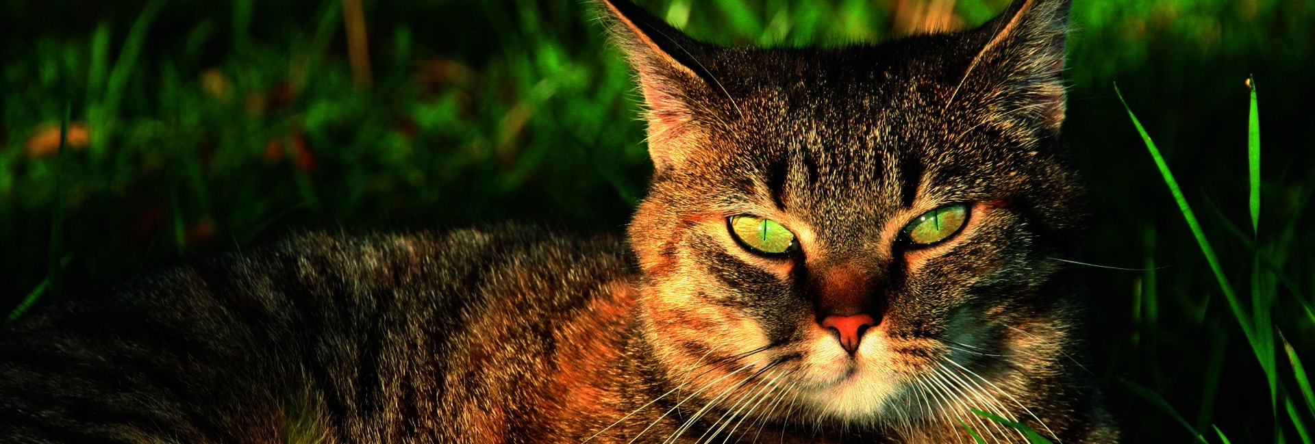 Tierkommunikation mit Katze