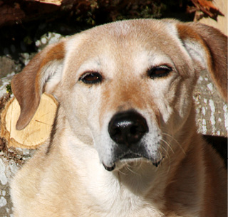 Tierkommunikation_Hund