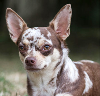 Tierkommunikation_Hunde
