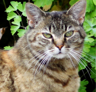 Tierkommunikation_Katze