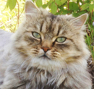 Tierkommunikation_Katzen