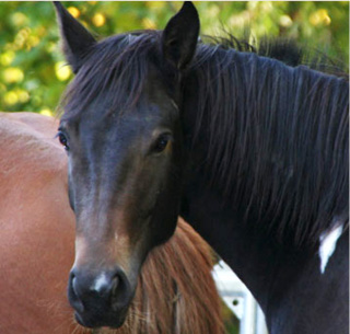 Tierkommunikation_Pferd