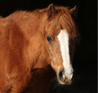 Tierkommunikation_Pony