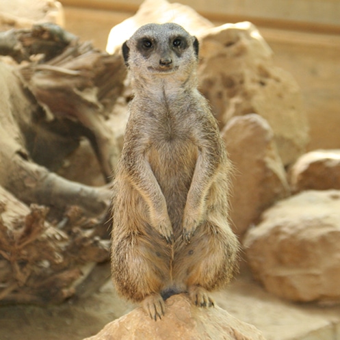 bild-zootag