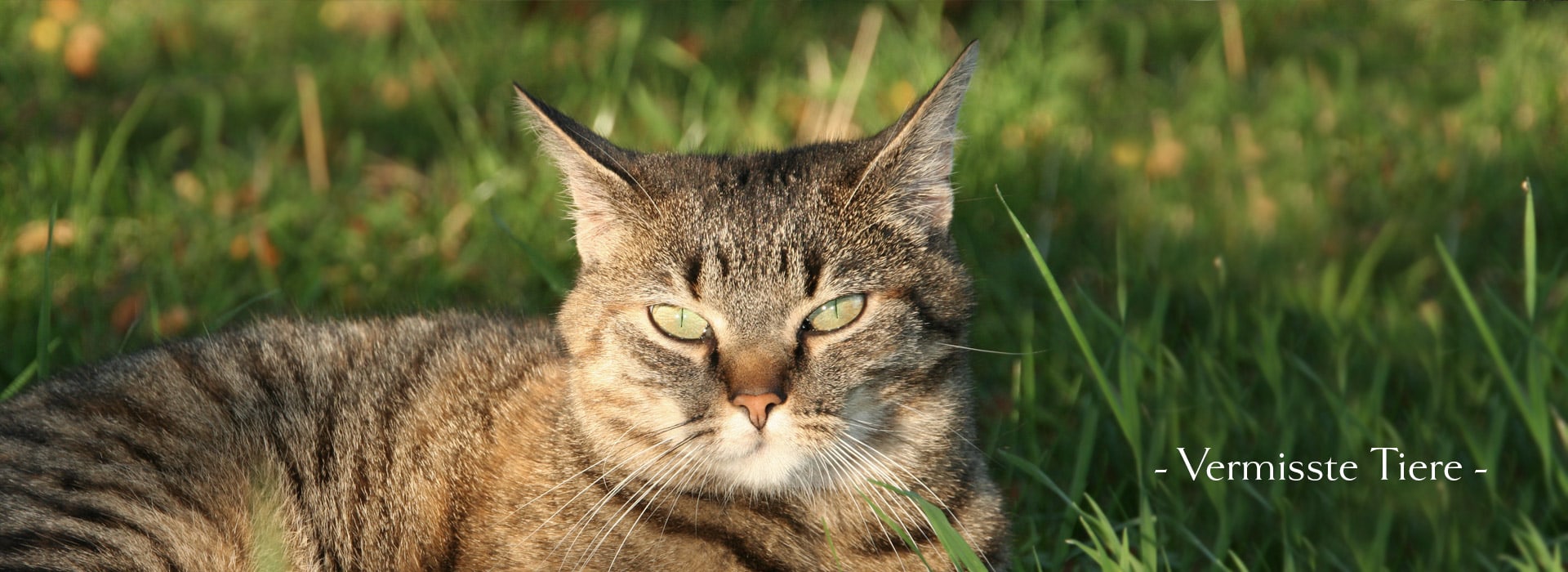 vermisste-tiere