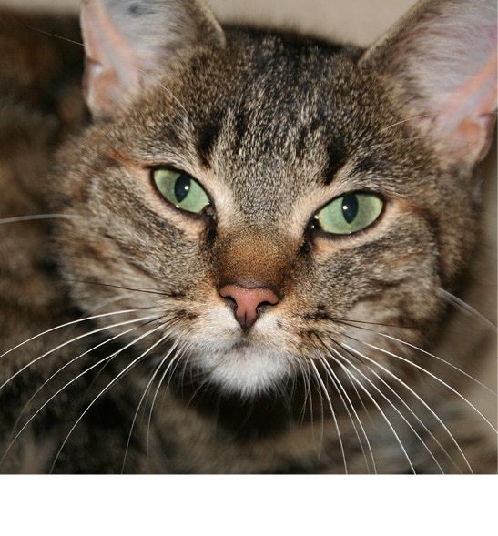 vermisste_Katze2
