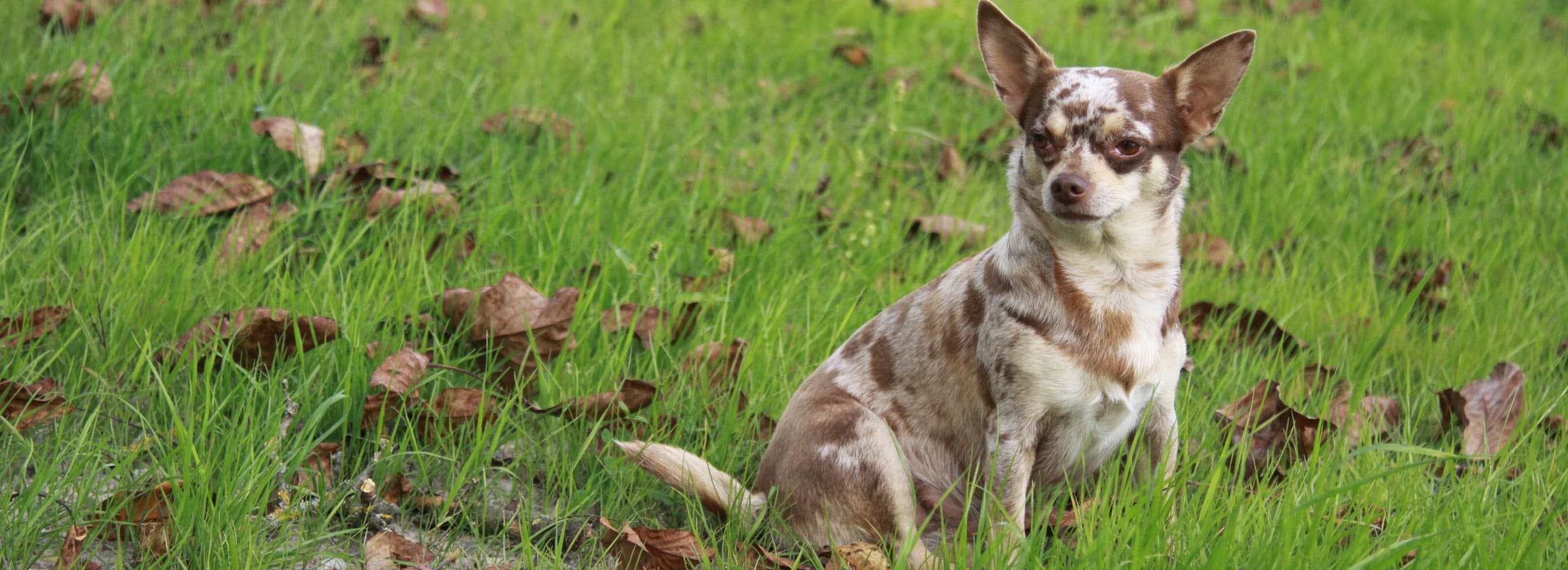 vermisster_Hund