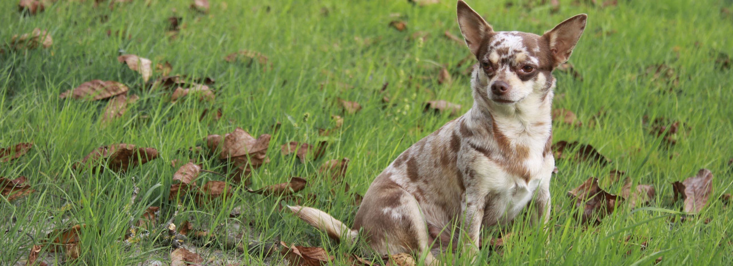 vermisster_Hund