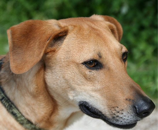 vermisster_Hund2 Telepathische Tierkommunikation erlernen
