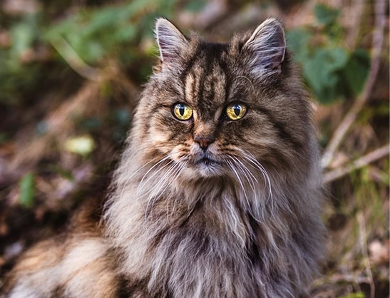 Kater im warmen Waldlicht