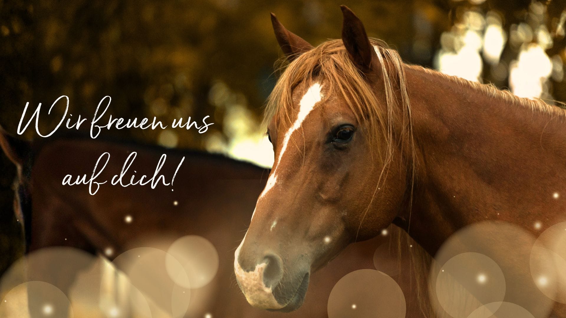 Tierkommunikation lernen